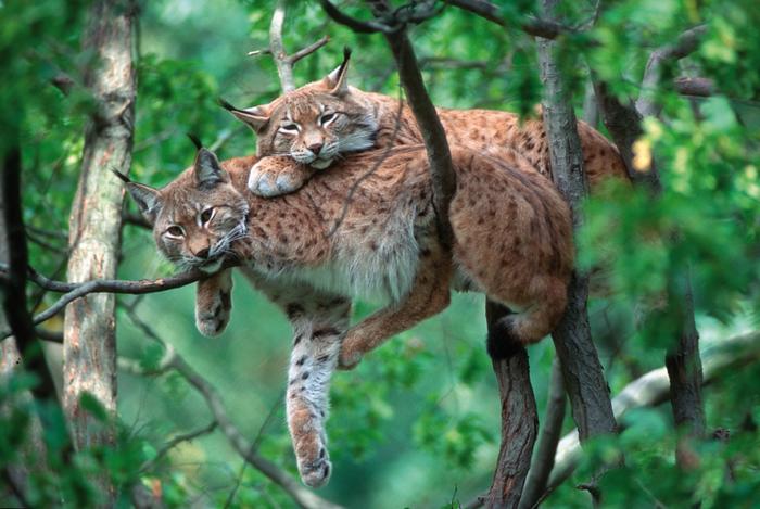 Zwei Luchse auf einem Baum